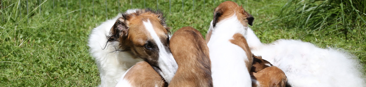 borzoi